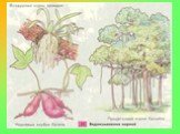 Корень цветковых растений Слайд: 18