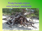 Ходульные корни мангровых деревьев