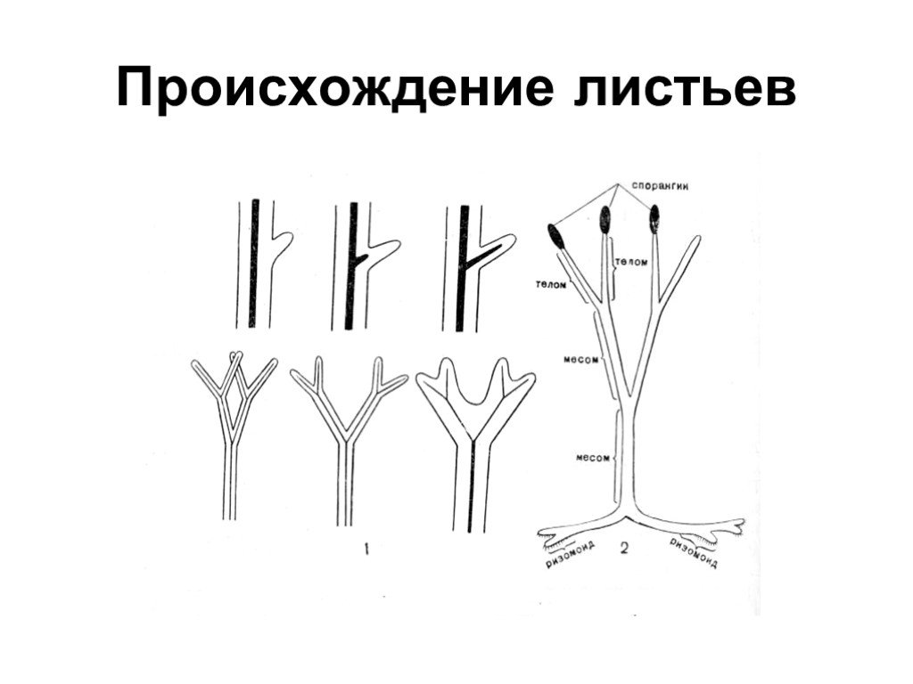 Формирование листьев. Происхождение Эволюция листа. Происхождение (Эволюция) листа растений. Теломная теория. Происхождение листьев.