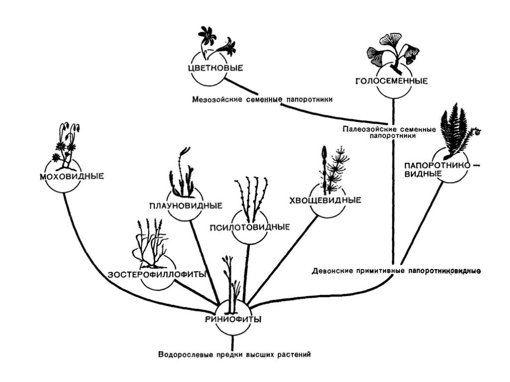 Схема эволюции растений 6 класс