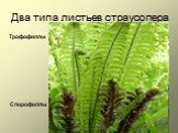 Два типа листьев страусопера. Трофофиллы Спорофиллы