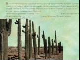 В семействе кактусовых имеется гигант, взрослый представитель которого уж точно не поместится на столе возле компьютера или на подоконнике. Кактус высотой в 15 метров и весом в несколько тонн по-испански называется Saguaro (Сагуаро), а по-русски – карнегия гигантская. Найти это удивительное растение
