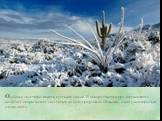 Особенно экзотично видеть пустыню зимой. В январе температура окружающего воздуха Соноры может опуститься до нуля градусов по Цельсию, а кактусы покрыться слоем снега.