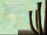 В США кактус сагуаро находится под охраной закона. Наносить какой-либо вред гиганту запрещено. И каждому, кто каким-либо образом повредит дикорастущее растение, грозит опасность попасть в тюрьму на 25 лет.
