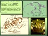 Тело разделено на голову, туловище, хвост (у хвостатых) и пятипалые конечности. Голова подвижна, соединена с туловищем. Скелет разделён на отделы: головной (череп); осевой (позвоночник); скелет парных конечностей. В позвоночнике 4 отдела: шейный, туловищный, крестцовый и хвостовой. Скелет первых при