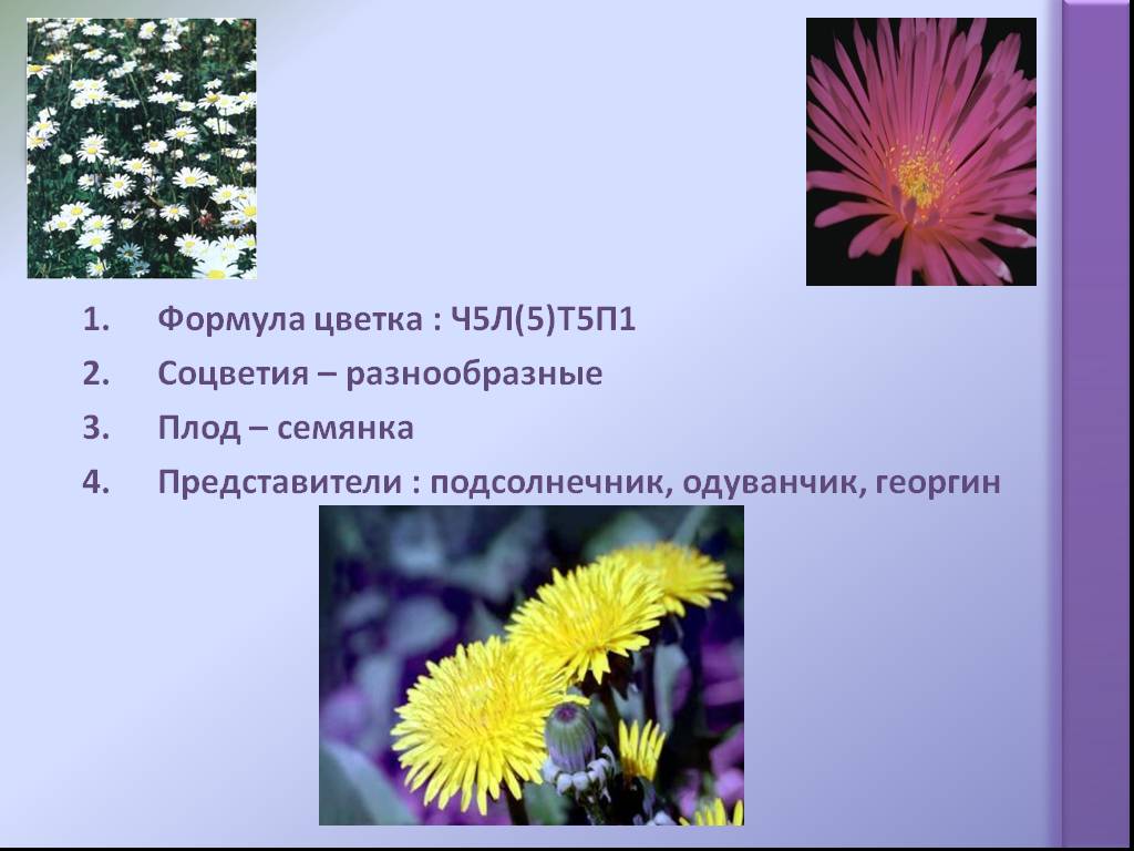 Формула цветка о 2 2т3п1. Формула цветка. Цветочные формулы. Соцветие семянка.