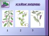 Органы цветкового растения Слайд: 11