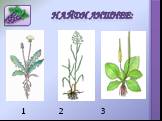 Органы цветкового растения Слайд: 12