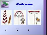 Органы цветкового растения Слайд: 13