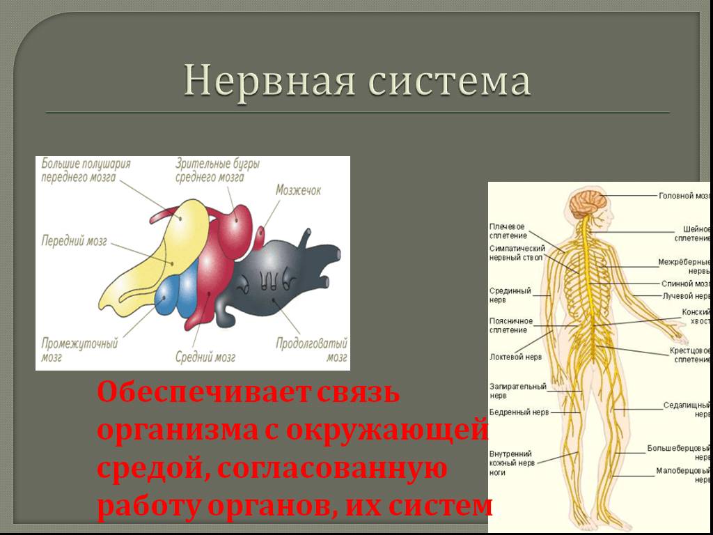 Взаимосвязь систем органов в организме человека. Органы нервной системы. Нервная система организма. Нервная система Оран. Система органов человека нервная система.