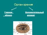 Орган зрения. Глазное Вспомогательный яблоко аппарат