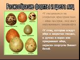 Разнообразие формы и цвета яиц. У гнездящихся на открытых пространствах – яйца пестрые, под цвет окружающего ландшафта У птиц, которые кладут яйца в закрытых гнездах, в дуплах и норах или прикрывают яйца, окраска скорлупы бывает белой.