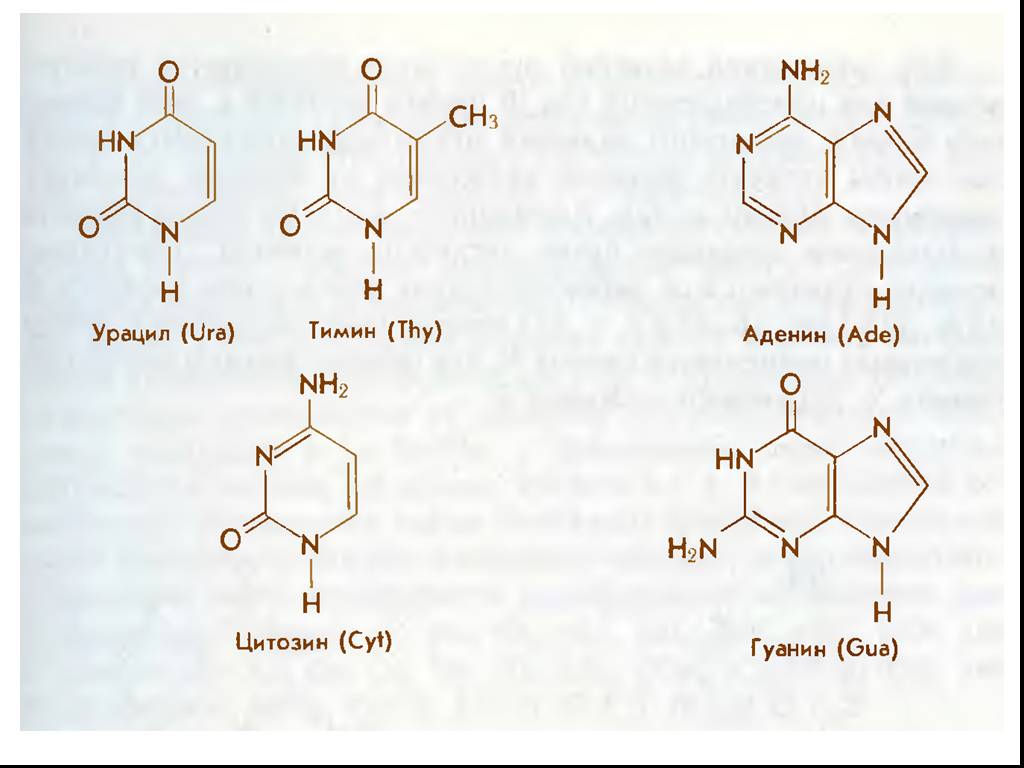 Рнк аденин тимин. Аденин гуанин цитозин Тимин урацил. Аденин гуанин цитозин Тимин урацил комплементарность таблица. Гуанин цитозин аденин Тимин строение. Аденин гуанин цитозин Тимин урацил формулы.