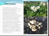 Ласунок. Непревзойдённый по вкусовым качествам белорусский сорт. Отличается мощным развитием растений, обильным, продолжительным, чисто белым цветением, высокой урожайностью. Пригоден для выращивания на всех типах почв. Клубни крупные, выровненные, раннее клубнеобразование и интенсивный рост. Клубни