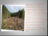 Винищення лісів може змінити клімат у світі, спричинити засухи, при випаданні великої кількості опадів – повені та змінити напрямок вітрів. Бездумна вирубка лісів привела в 1998 році до великої повені та руйнувань на Закарпатті, завдала великої матеріальної шкоди, яку важко оцінити. На відновлення л