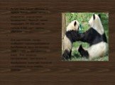 Ра нее она также обитала в горных бамбуковых лесах в Индокитае и на острове Калимантан. Полный ареал покрывает 29 500 км², но только 5 900 км² - место обитания панды. Для расселения панды выбирают труднопроходимые бамбуковые леса на высоте 1200 – 1400 м над уровнем моря. Этот медведь предпочитает пр