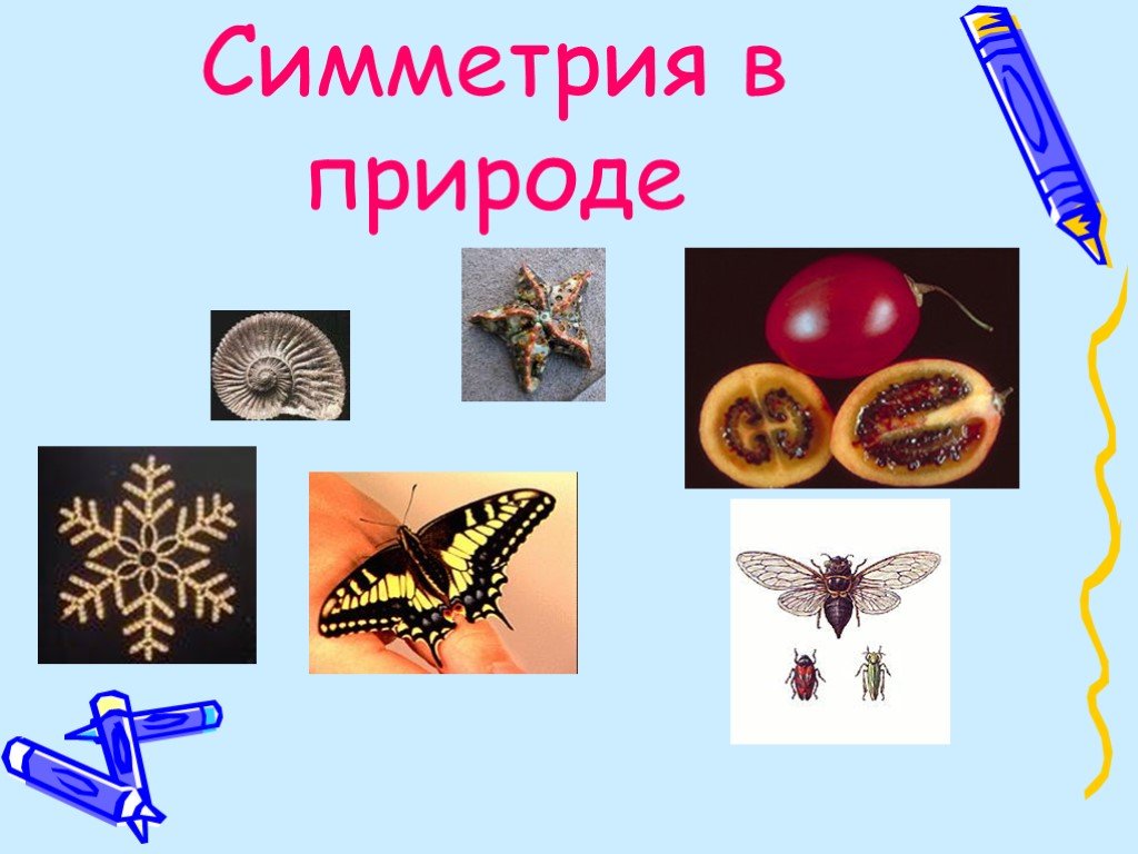 Живая природа и симметрия проект