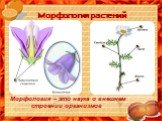 Морфология растений. М Морфология – это наука о внешнем строении организмов.