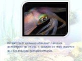 Гигантский кальмар обладает глазами диаметром до 25 см, в каждом из них имеется до 1 миллиарда фоторецепторов.