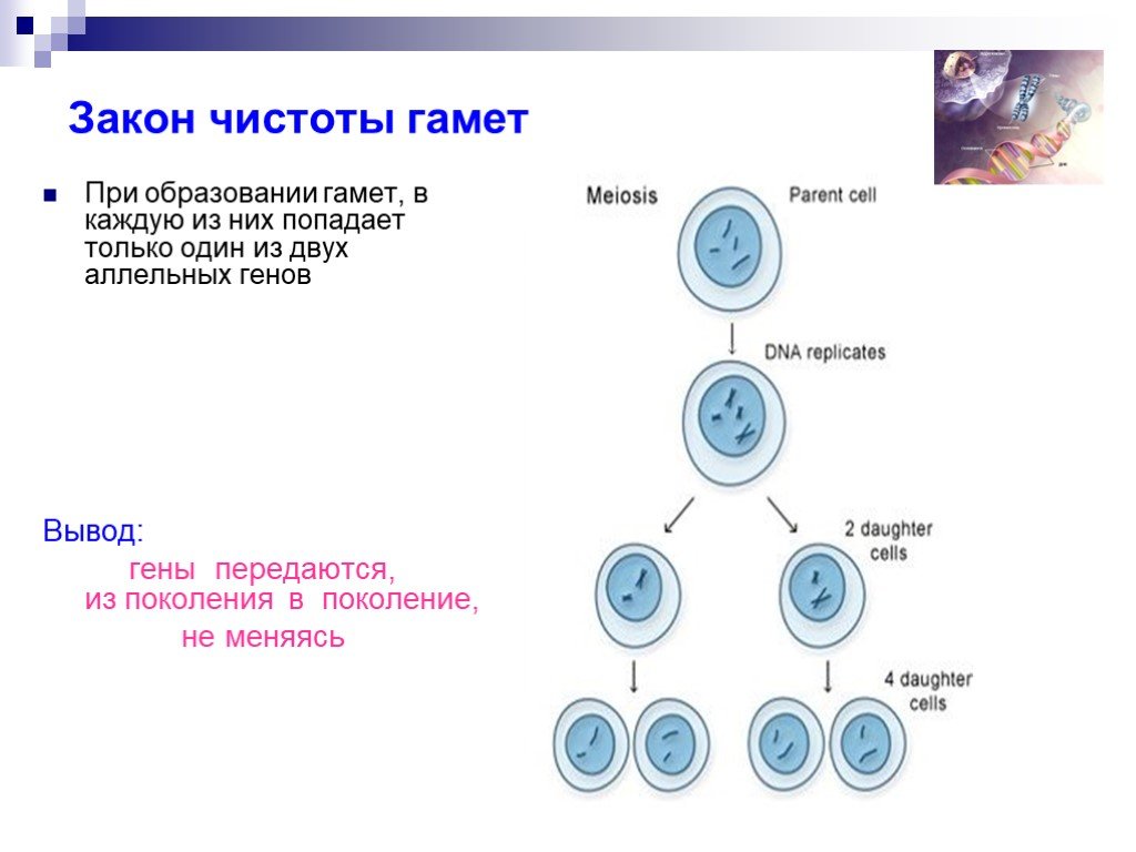 Закон частоты. Закон чистоты гамет Менделя. Закон чистоты гамет это в биологии. Цитогенетическая схема закона чистоты гамет. Закон чистоты гамет схема.