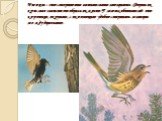 Птицы – это совершенные «летательные аппараты». Форма их крыльев зависит от образа их жизни. У лесных обитателей они короткие, округлые, с их помощью удобно совершать маневры между деревьями.