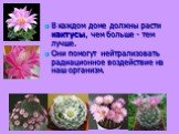 В каждом доме должны расти кактусы, чем больше - тем лучше. Они помогут нейтрализовать радиационное воздействие на наш организм.