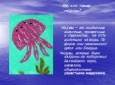 Но, кто такие медузы? Медузы – это необычные животные, прозрачные и студенистые, на 95% состоящие из воды. По форме они напоминают купол или блюдца. Медузы, которые были найдены на побережье Балтийского моря, оказались обыкновенными ушастыми медузами.