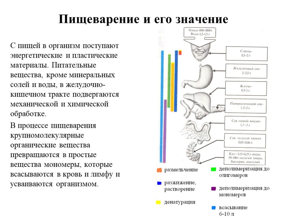 Презентация на тему процесс пищеварения