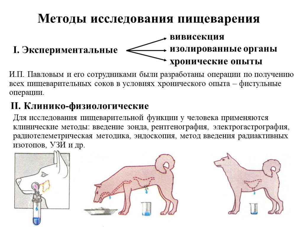 Метод исследования функции. Методы изучения функций пищеварительных желез физиология. Методы изучения кишечного пищеварения. Методики исследования пищеварения у человека значение для клиники. Методы изучения кишечного пищеварения физиология.