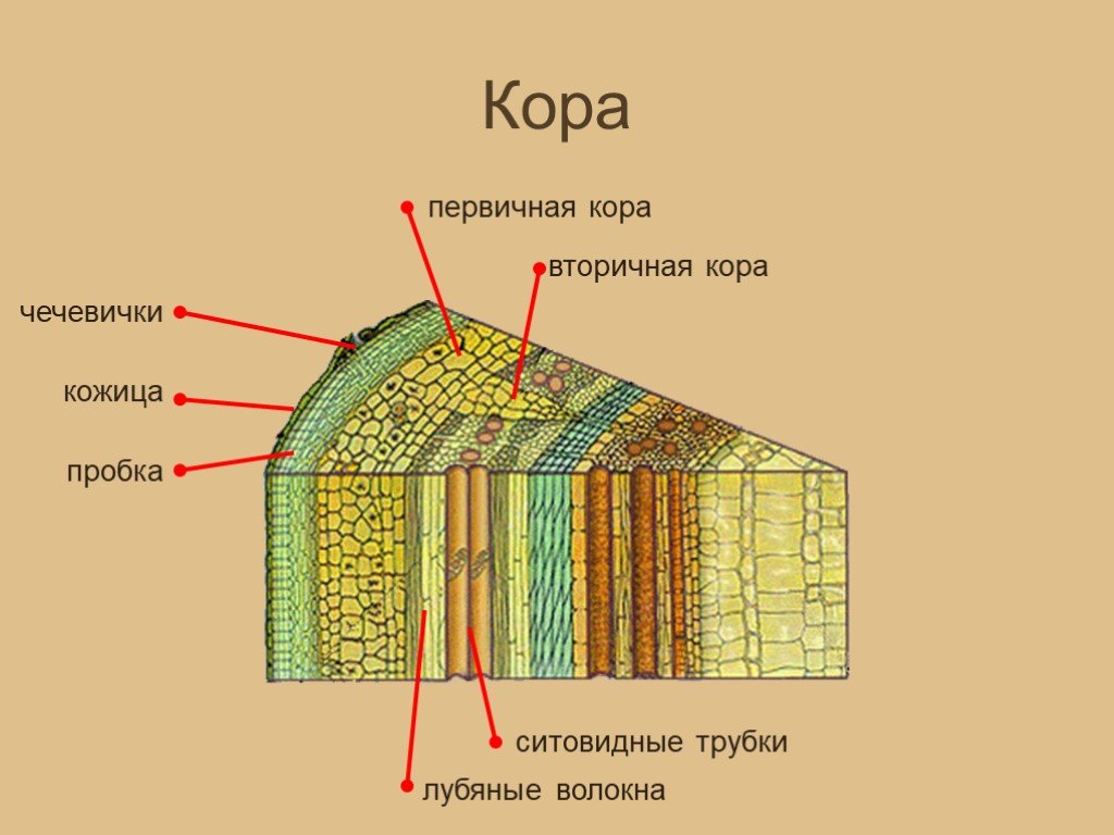 Сердцевина какая ткань у растений. Строение чечевички стебля. Внутреннее строение древесного стебля схема. Строение и состав коры. Строение стебля структура клеток.