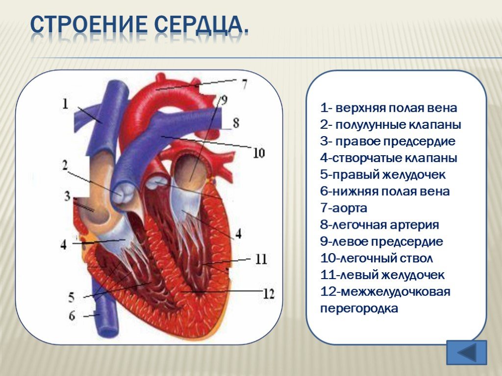 Сердце человека состоит из. Строение сердечной системы человека. Верхняя полая Вена створчатые клапаны правый желудочек. Схема строения сердечно сосудистой системы. Строение и функции сердечно-сосудистой системы (ССС)..