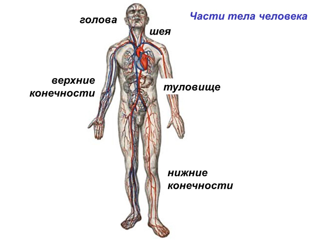 Голова ноги туловище. Части тела человека. Части человеческого тела. Части туловища человека. Верхняя часть туловища человека.