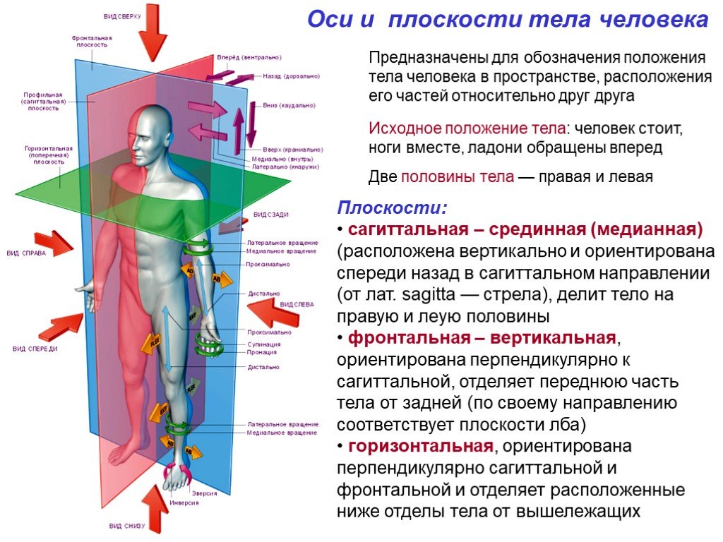 Какие позиции есть у человека. Оси и плоскости в анатомии медиальный. Медиальный и латеральная плоскость тела. Фронтальная плоскость и сагиттальная плоскость. Плоскости и оси тела человека в анатомии.