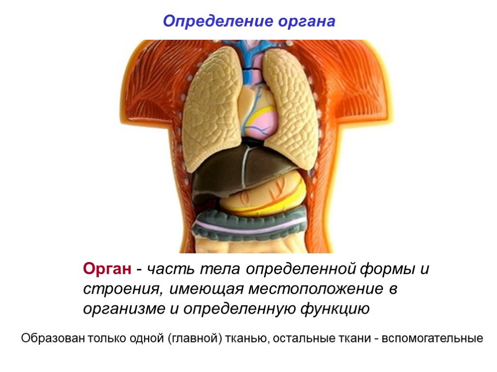 Орган это имеющая определенную форму строение. Что такое орган человека определение. Орган определение анатомия. Орган это в биологии. Система органов определение.