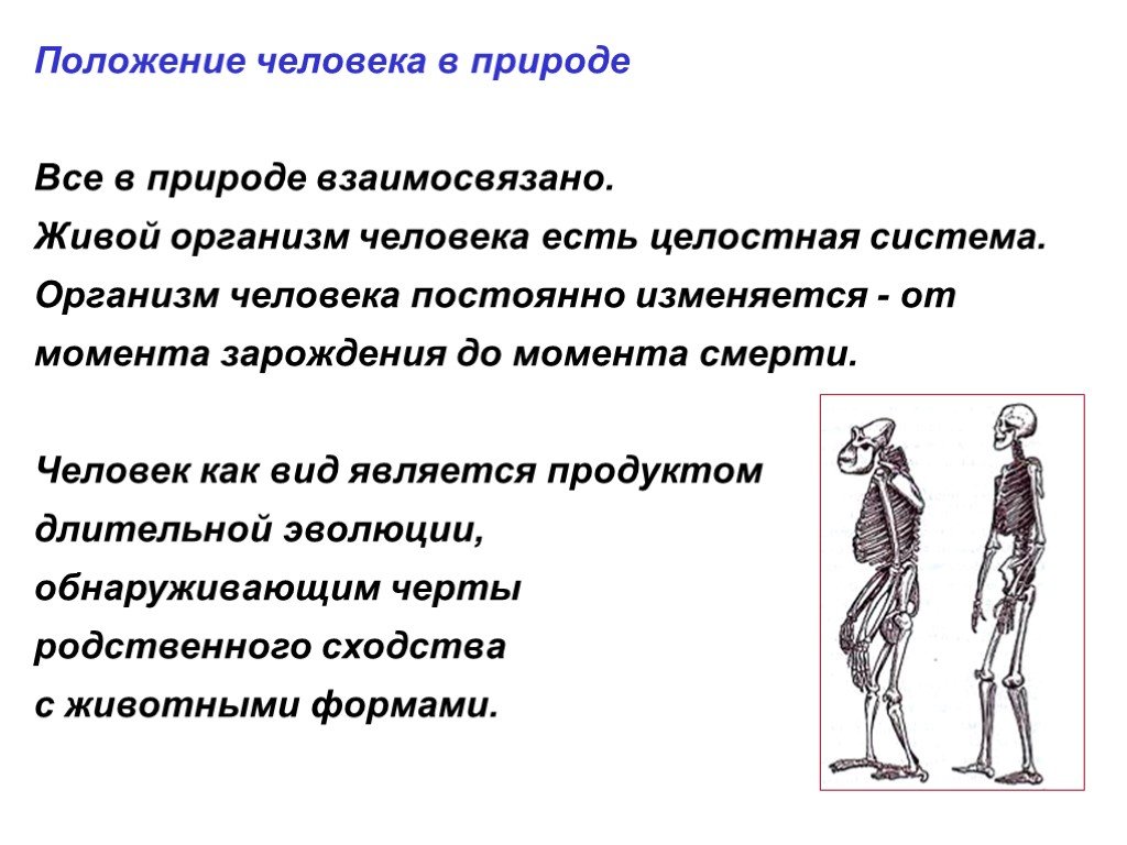 Личность положение. Положение человека в природе. Положение человека в природе анатомия. Положение человека в живой природе. Положение человека в системе живой природы.