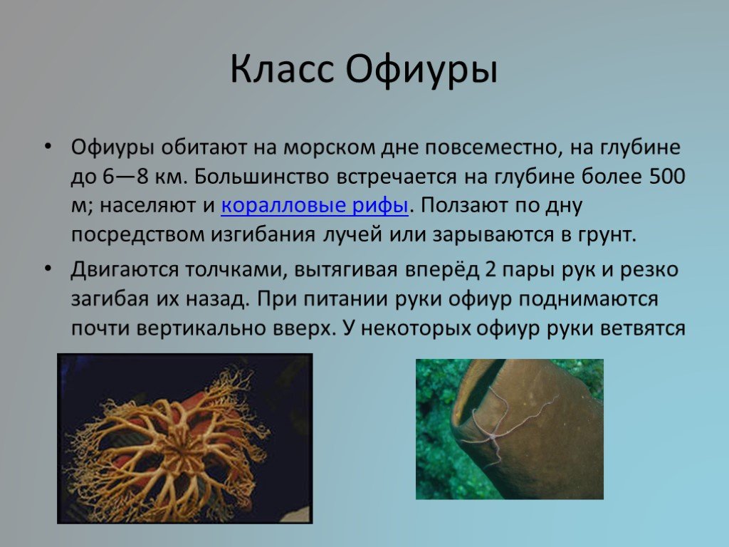 Тип иглокожие презентация 7 класс биология