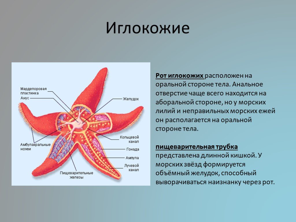 Презентация на тему иглокожие