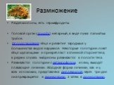 Раздельнополы, есть гермафродиты Половой орган (гонада) непарный, в виде пучка пальчатых трубок. Оплодотворение яйца и развитие зародыша у большинства видов наружное. Некоторые голотурии ловят яйца щупальцами и прикрепляют к спинной стороне тела; в редких случаях эмбрионы развиваются в полости тела.