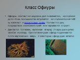 Класс Офиуры. Офиуры обитают на морском дне повсеместно, на глубине до 6—8 км. Большинство встречается на глубине более 500 м; населяют и коралловые рифы. Ползают по дну посредством изгибания лучей или зарываются в грунт. Двигаются толчками, вытягивая вперёд 2 пары рук и резко загибая их назад. При 