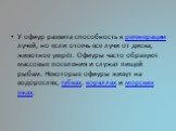 У офиур развита способность к регенерации лучей, но если отсечь все лучи от диска, животное умрёт. Офиуры часто образуют массовые поселения и служат пищей рыбам. Некоторые офиуры живут на водорослях, губках, кораллах и морских ежах.