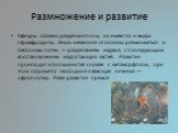 Размножение и развитие. Офиуры обычно раздельнополы, но имеются и виды-гермафродиты. Лишь немногие способны размножаться и бесполым путем — разделением надвое, с последующим восстановлением недостающих частей. Развитие происходит в большинстве случаев с метаморфозом, при этом образуется свободноплав