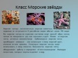 Класс Морские звёзды. Морские звезды - исключительно морские животные, в пресных водоемах не встречаются. В российских морях обитает около 150 видов Все морские звезды во взрослом состоянии ведут донный образ жизни, ползая по поверхности дна или зарываясь в грунт. Многие из морских звезд - активные 