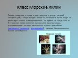 Класс Морские лилии. Донные животные с телом в виде чашечки, в центре которой находится рот, а вверх отходит венчик из ветвящихся лучей. Ведут си. дячий образ жизни и обнаруживаются на глубине от 200 до 9700 м. Все морские лилии являются пассивными фильтраторами, отцеживающими из воды питательную вз