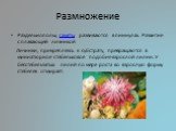 Размножение. Раздельнополы; гаметы развиваются в пиннулах. Развитие с плавающей личинкой Личинки, прикрепляясь к субстрату, превращаются в миниатюрное стебельковое подобие взрослой лилии. У бесстебельчатых лилий по мере роста во взрослую форму стебелёк отмирает.