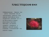 Класс Морские ежи. Свободноживущие. Морские ежи — донные ползающие или же зарывающиеся животные. Тело морских ежей обычно почти сферическое, размером от 2—3 до 30 см; покрыто рядами известковых пластинок. Пластинки, как правило, соединены неподвижно и образуют плотный панцирь (скорлупу), не позволяю