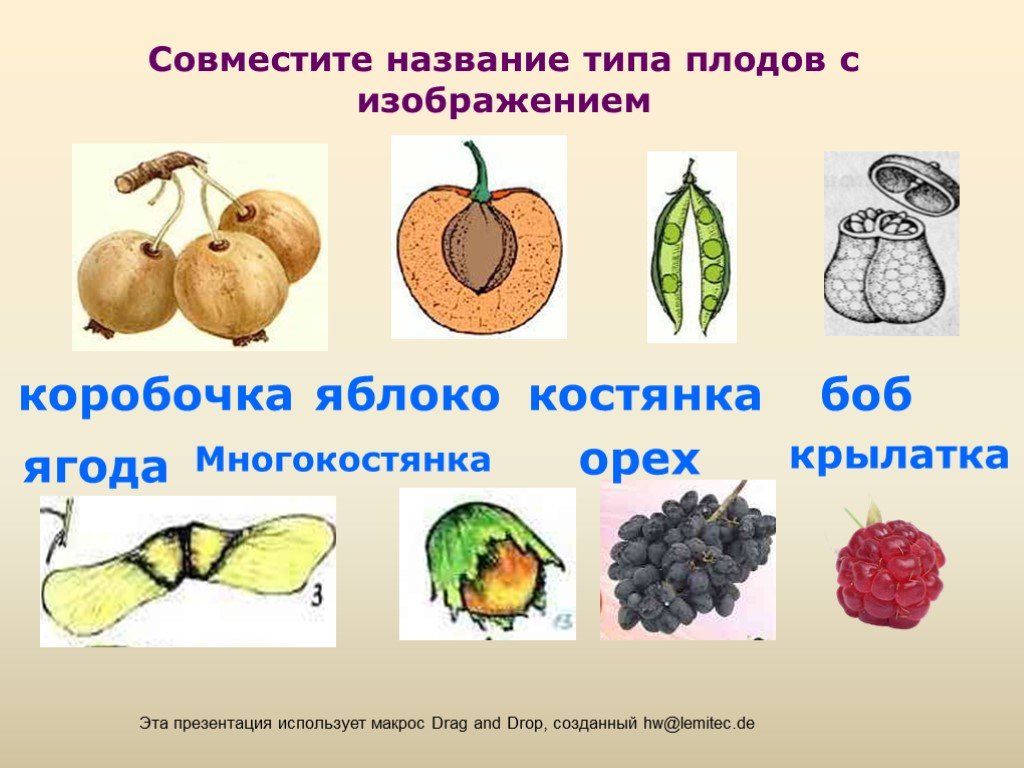 Что называют плодом. Многокостянка Тип плода. Плоды растений. Костянка вид плода. Назовите типы плодов.
