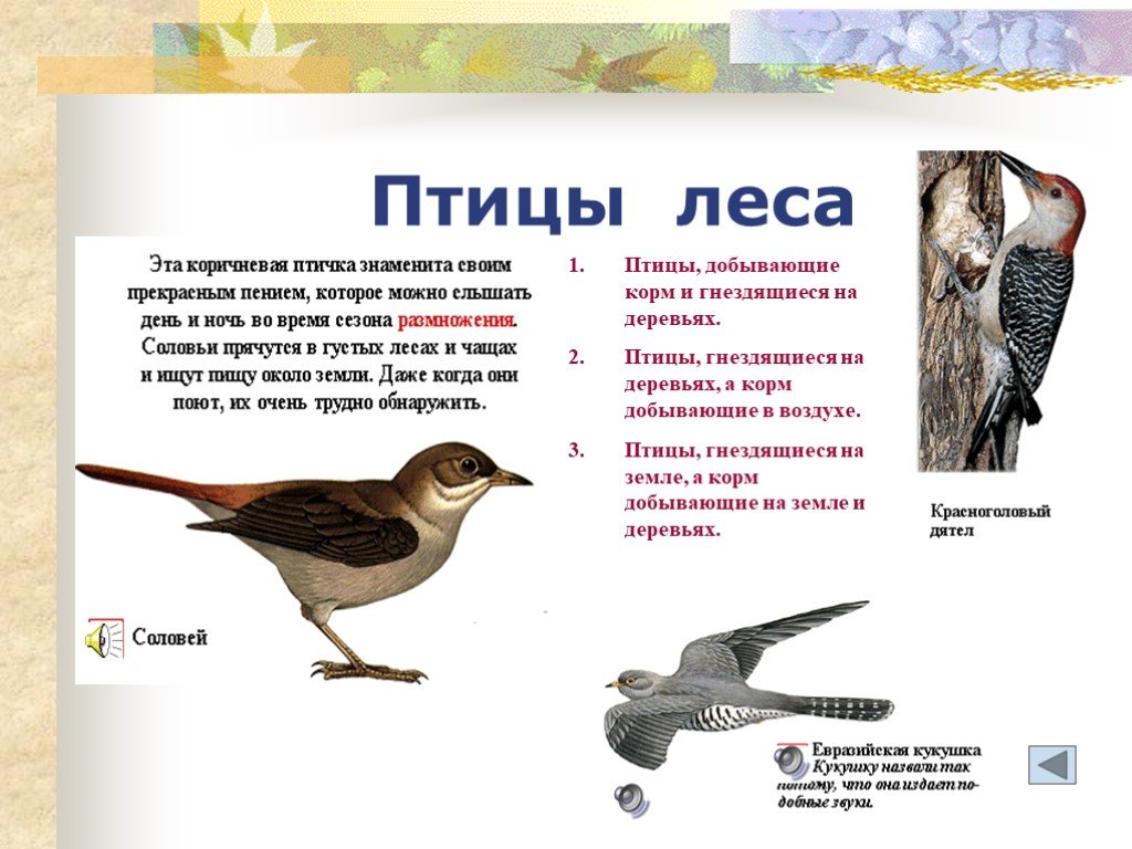 Образ жизни птиц леса. Птицы леса характеристика. Лесные птицы характеристика. Представители лесных птиц. Экологические группы птиц.