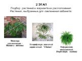 2 ЭТАП Подбор растений и варианта их расположения Растения, выбранные для озеленения кабинета: Монстера деликатесная - Monstera deliciosa. Хлорофитум хохлатый вариегатный 'Vittatum'. Нефролепис возвышенный (Nephrolepis exaltatа)