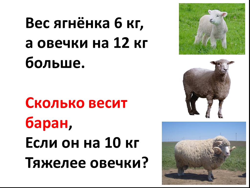 Живой вес овец. Вес ягненка. Сколько весит барашек. Сколько вес барана. Вес овцы в среднем.