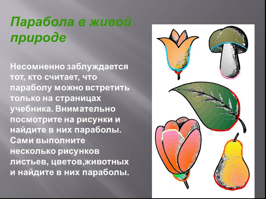 Применение параболы. Парабола в природе примеры. Парабола в жизни человека примеры. Парабола в живой природе. Примеры параболы в жизни.